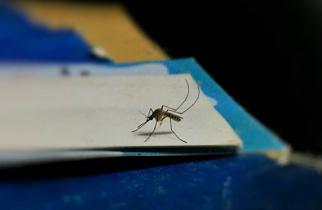 Mosquito control service in Barrie, Ontario.