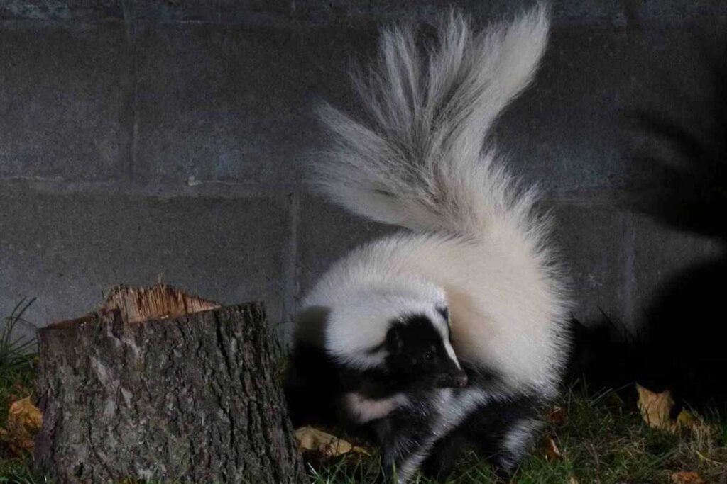 Wildlife Removal in Barrie, Ontario