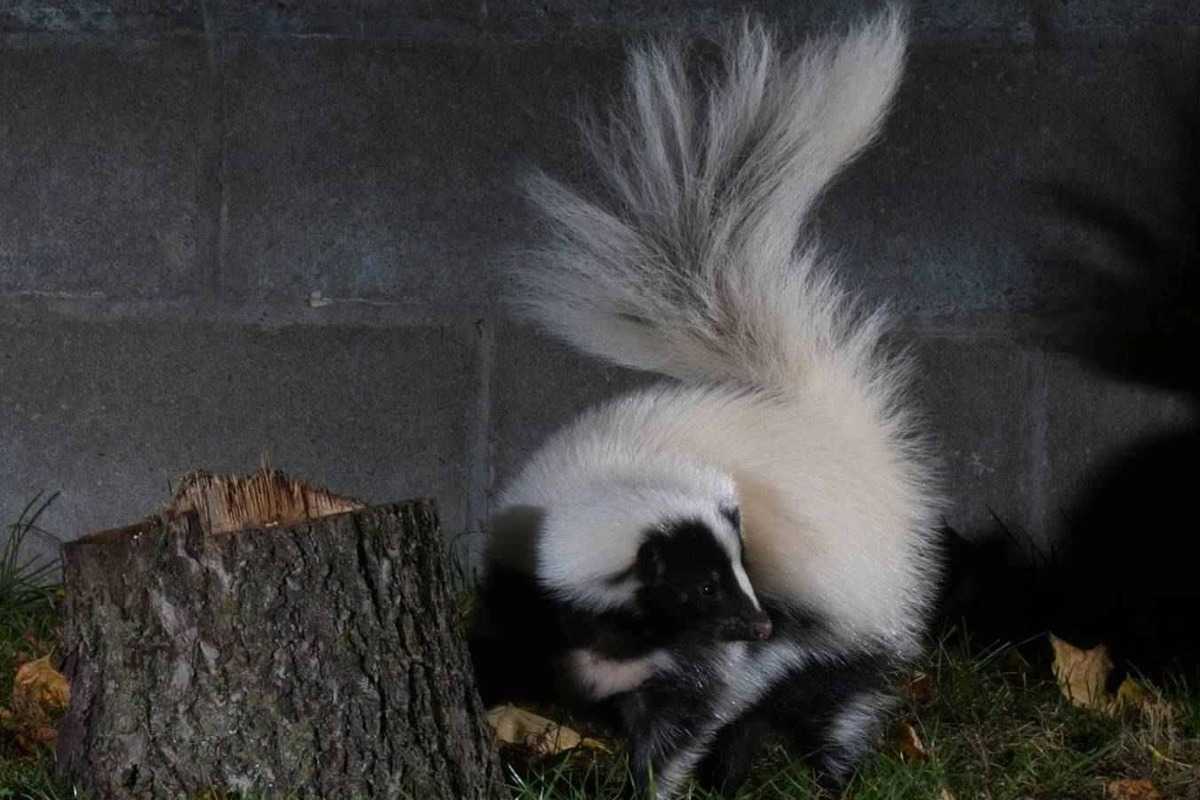Wildlife Removal in Barrie, Ontario