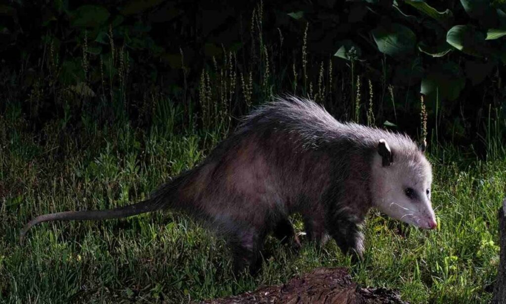 Get Rid of Wildlife