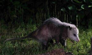 Get Rid of Wildlife