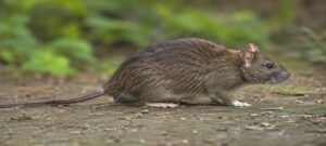 Rodent Removal Services in Bradford, Barrie, Simcoe County, and surrounding areas