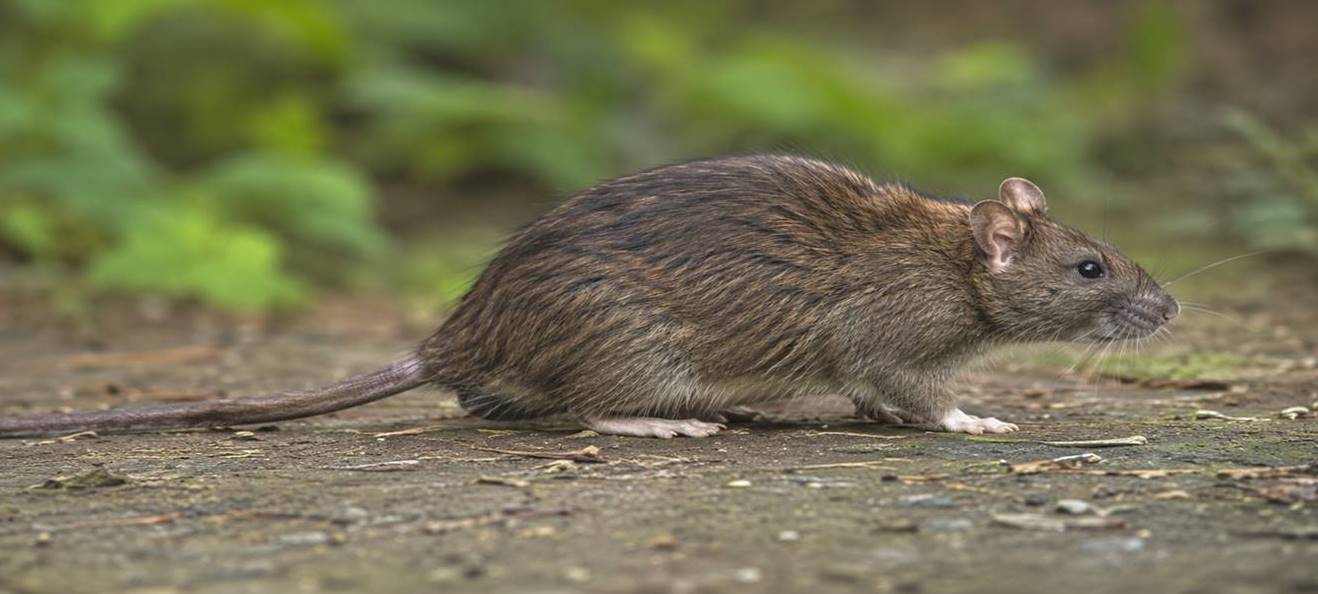 Rodent Removal Services in Bradford, Barrie, Simcoe County, and surrounding areas