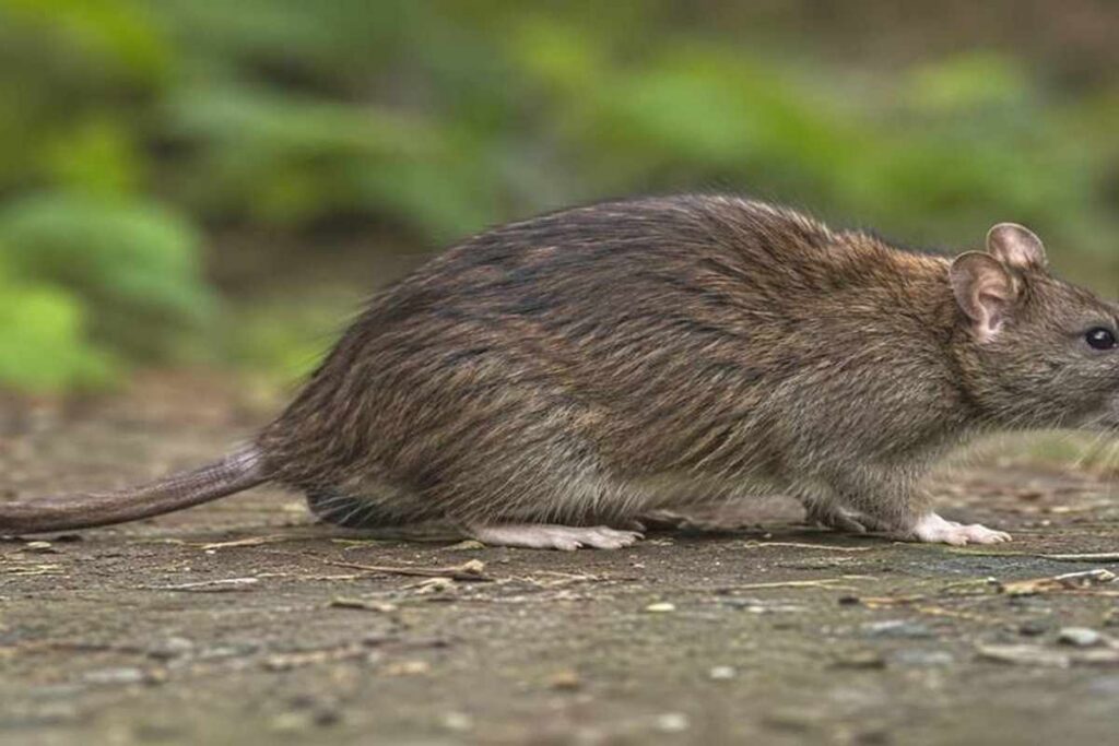 Rodent Removal Services in Barrie, Ontario