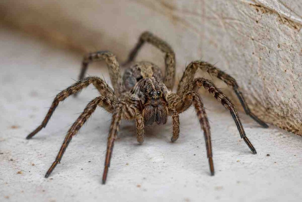 Spider Control Services in Barrie, Ontario