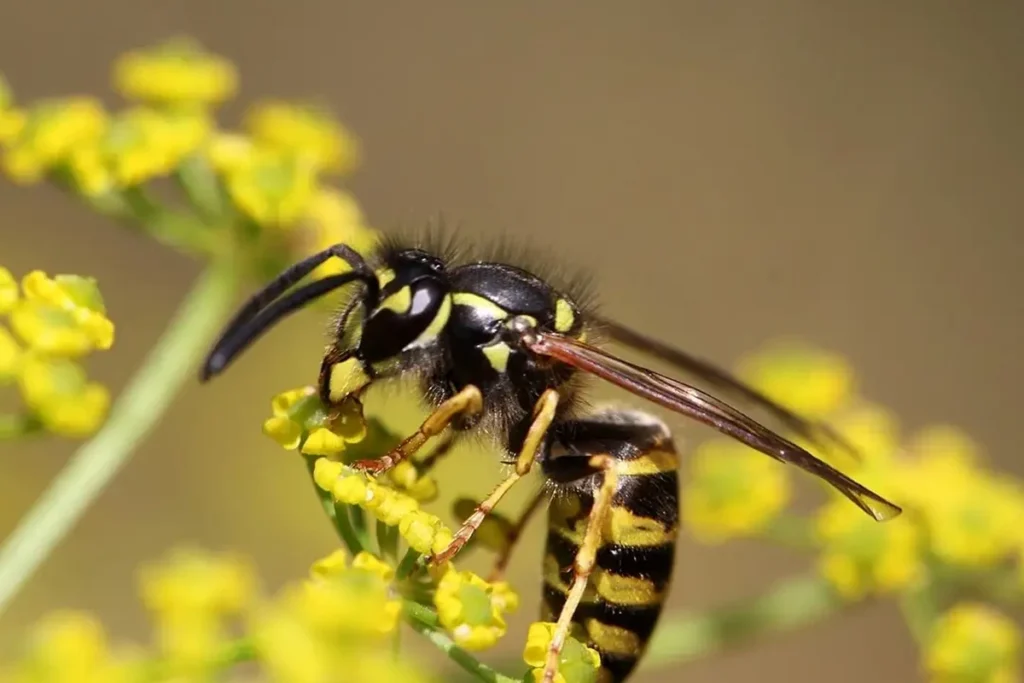 Wasp Control Services in Barrie, Ontario