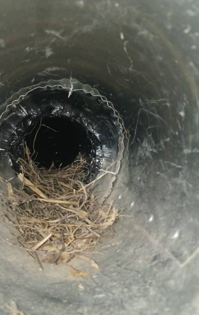 The current image has no alternative text. The file name is: wildlife-removal-control-barrie-july-2026-05.jpg