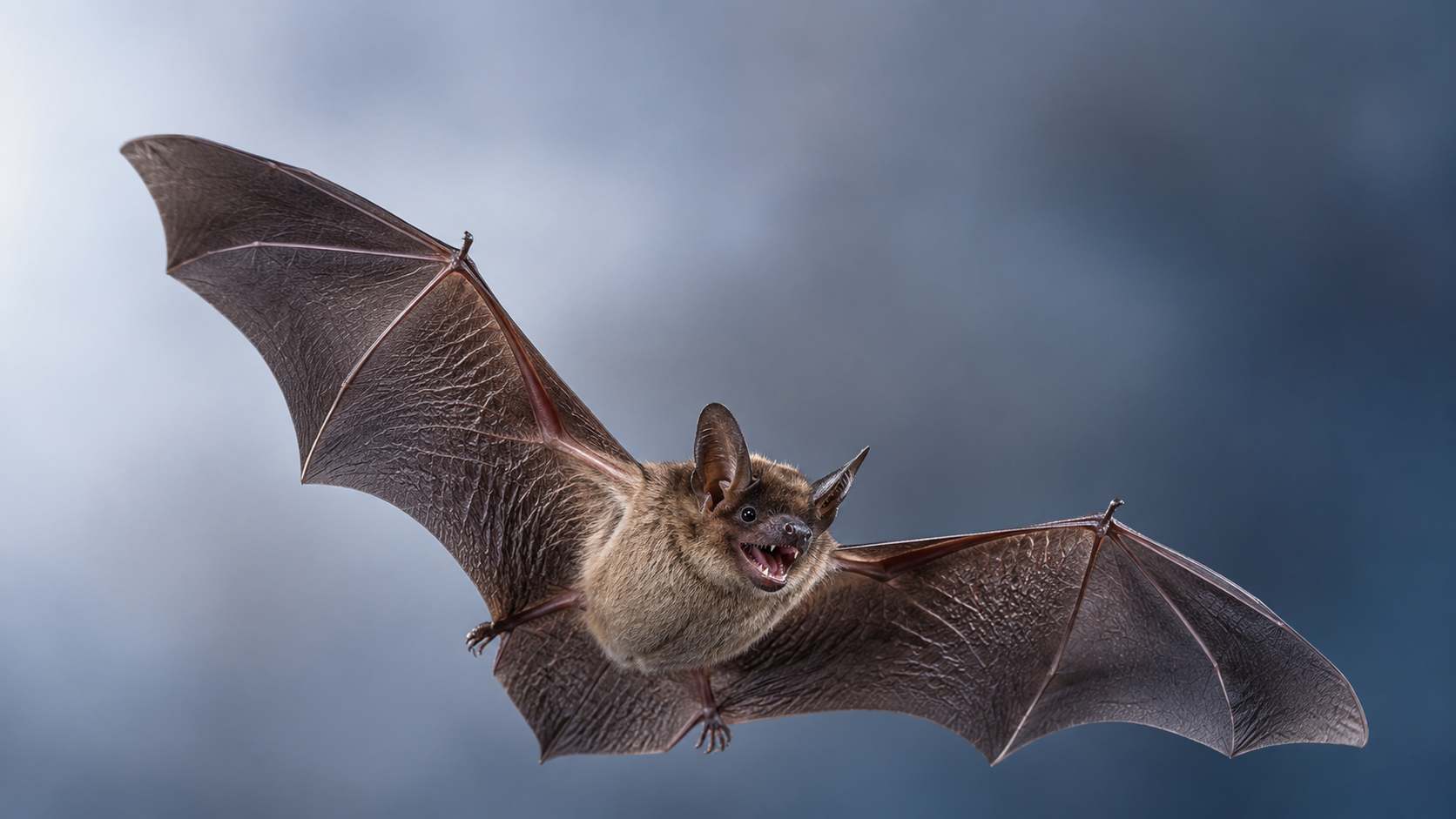 Bat Removal Services