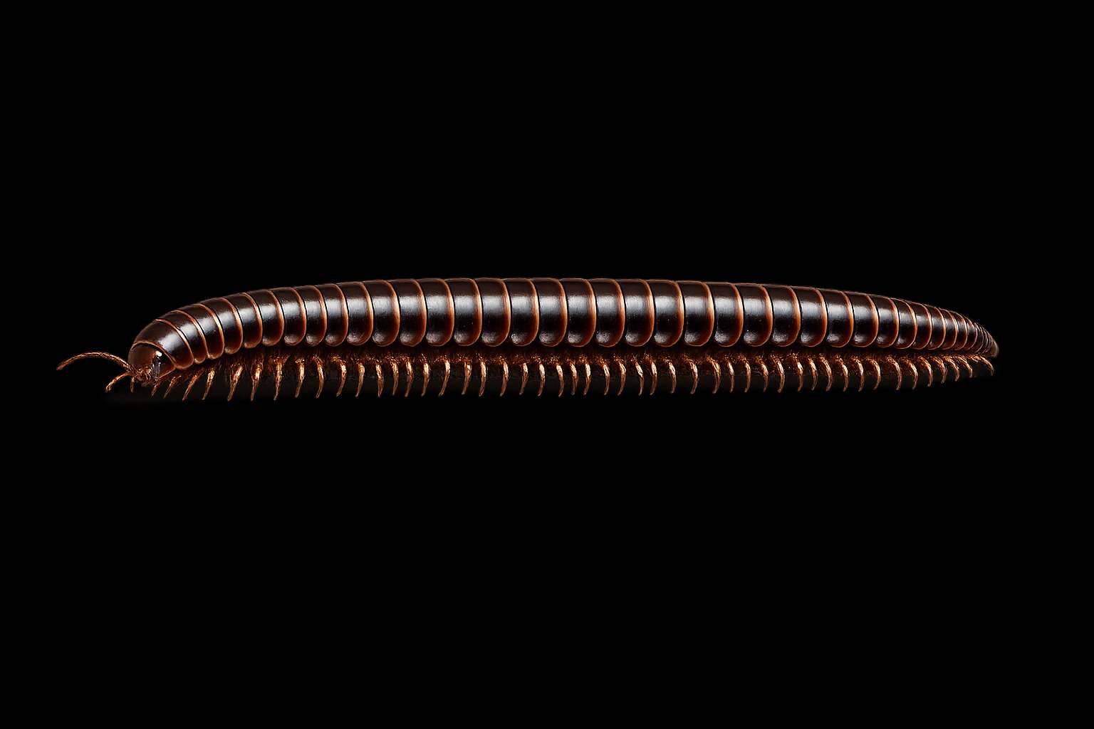 Millipede Control Services