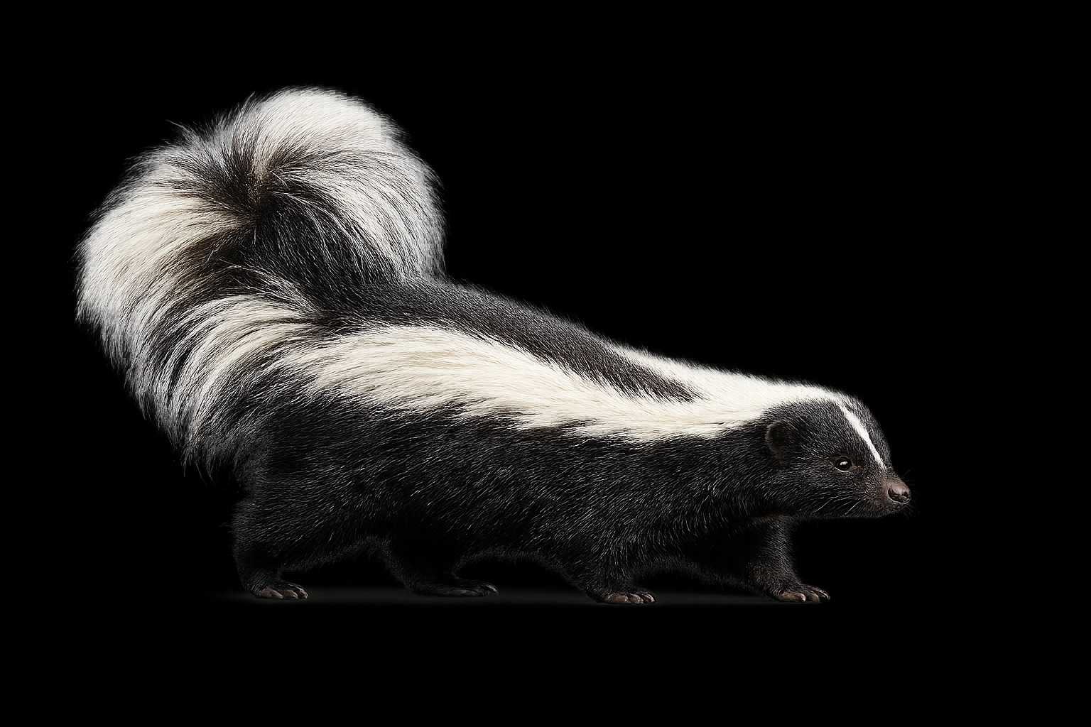 Skunk Removal Services