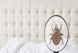 Bed Bug
