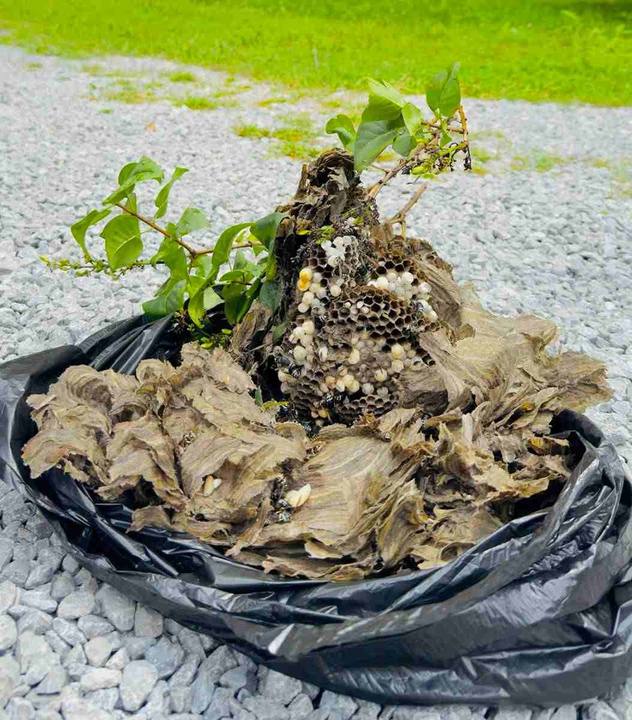 Large wasp and hornet nest removed 