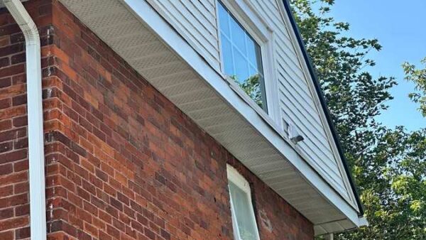 Pest Problems in Barrie