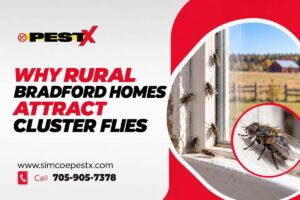 Bradford Cluster Flies