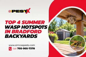 Summer Wasp Hotspots