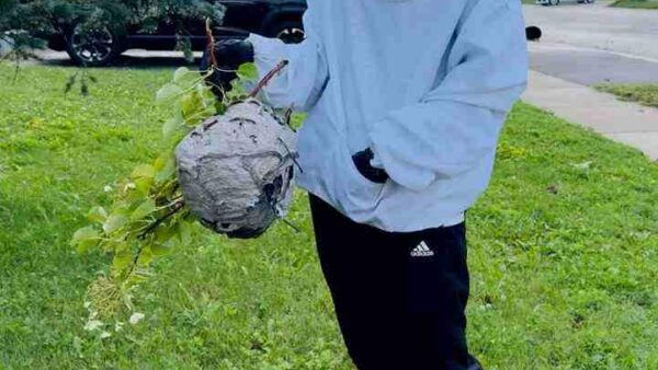 large wasp and hornet nest removed