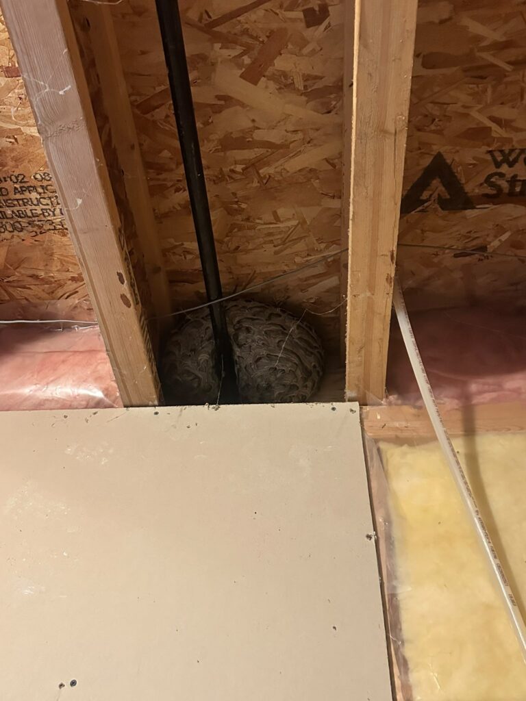 Current image: wasp nest removal