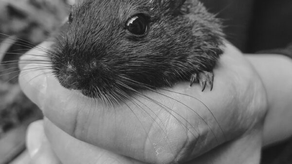 What to Do After a Mouse Bite?