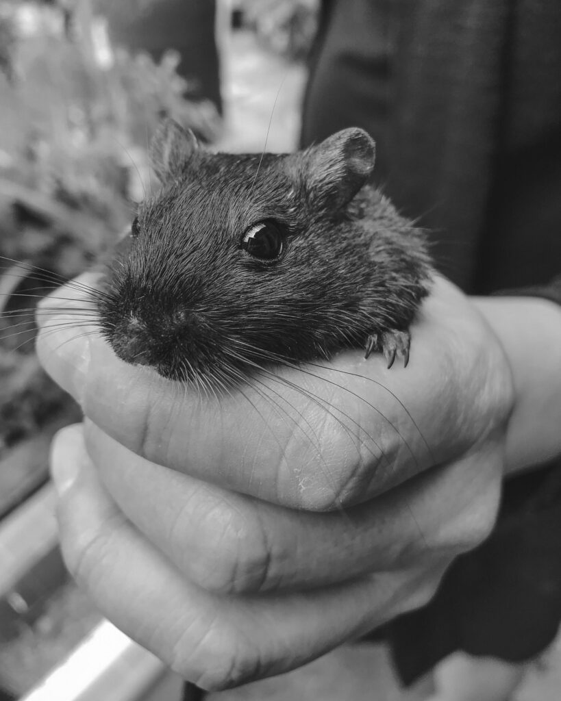 What to Do After a Mouse Bite?