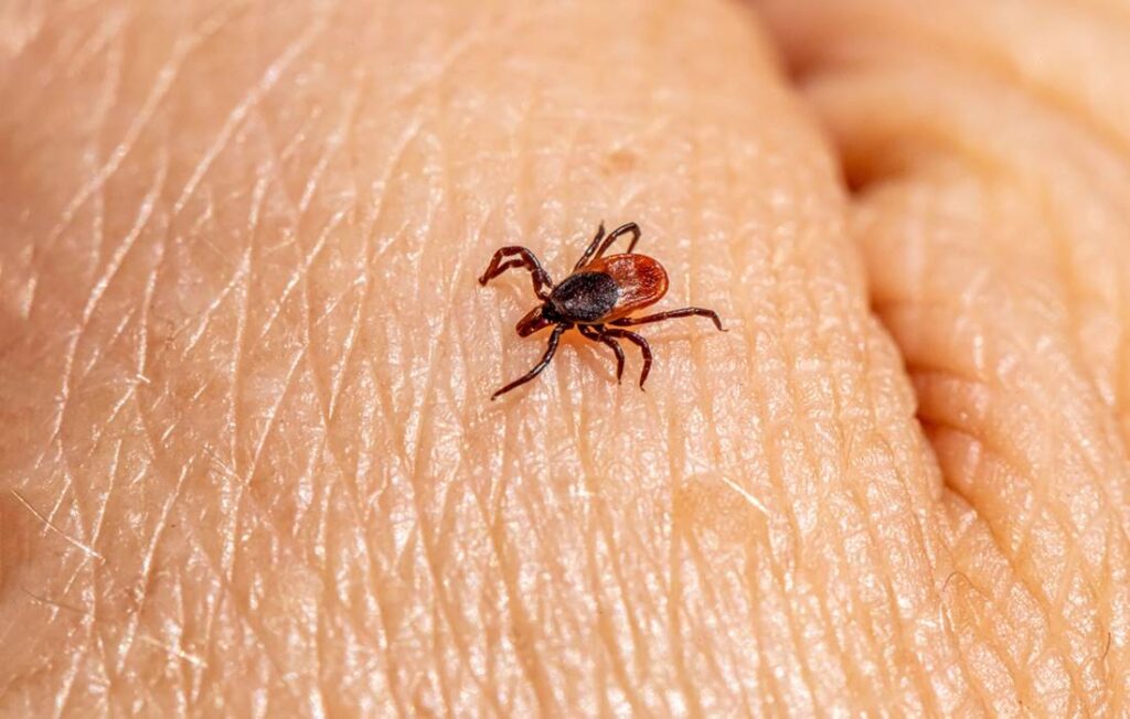 Pest-Related Health Risks in Barrie, Ontario Homes