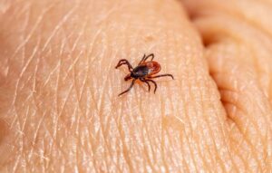 Pest-Related Health Risks in Barrie, Ontario Homes