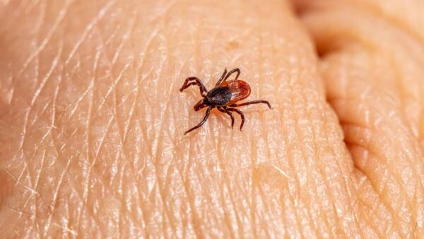 Pest-Related Health Risks in Barrie, Ontario Homes