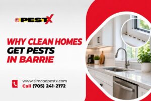 Why Clean Barrie Homes Still Get Pest Infestations