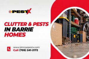 How Clutter Contributes to Pest Infestations