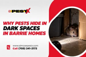 dark-spaces-pests-barrie-homes