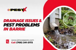 Drainage Issues Lead to Pest Infestations
