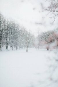 Fall and Winter Pest Problems in Barrie, Ontario