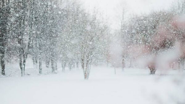 Fall and Winter Pest Problems in Barrie, Ontario