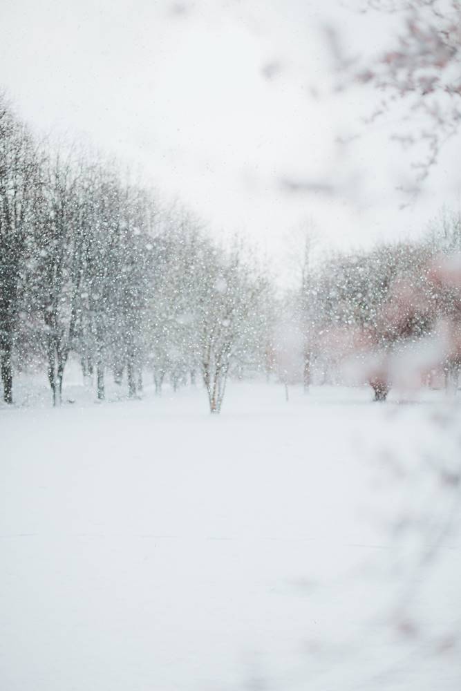 Fall and Winter Pest Problems in Barrie, Ontario