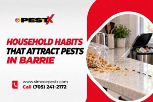 Household Habits That Attract Pests