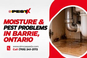 Moisture Causes Pest Problems