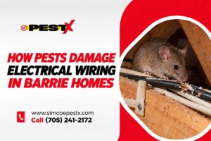 Pests Damage Electrical Wiring