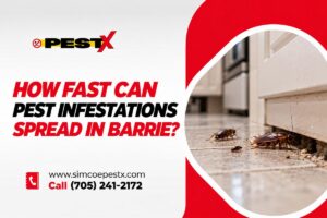How Fast Can a Pest Infestation Spread?