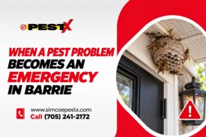 Emergency pest problem