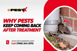 Why Pests Keep Returning After Treatment