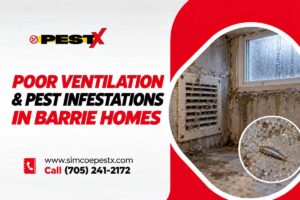 How Poor Ventilation Leads to Pest Infestations