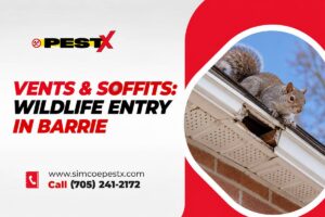 Vents and Soffits Attract Wildlife
