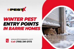 Winter Entry Points Pests