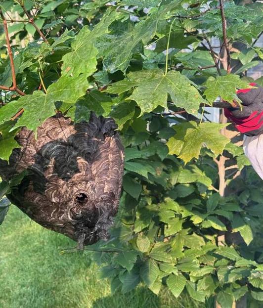 Large wasp nest attached to branches in a tree