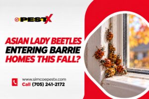 Asian Lady Beetles