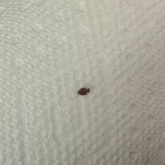 Close-up of a bed bug on light-coloured bedding