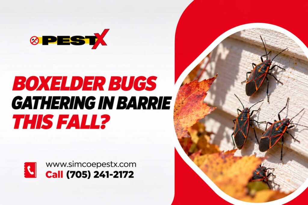 Current image: Boxelder Bugs