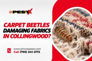 Carpet Beetles