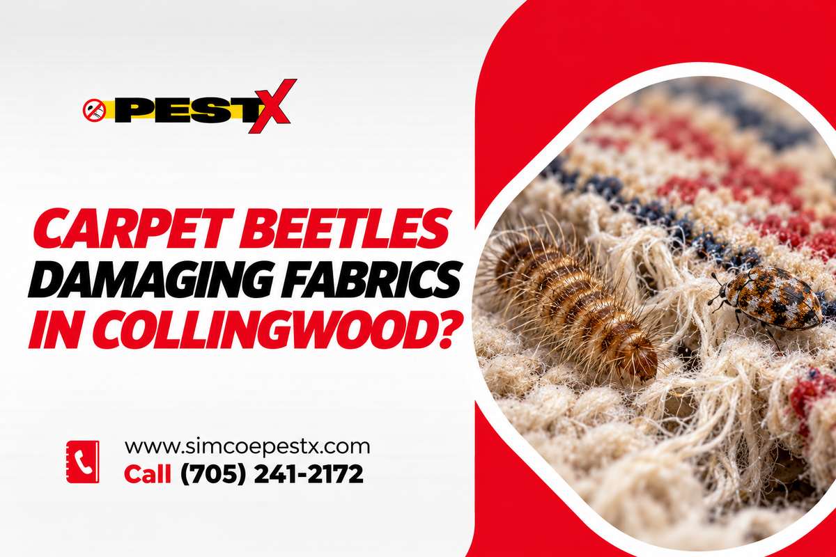 Carpet Beetles