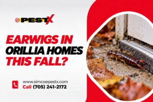 Earwigs