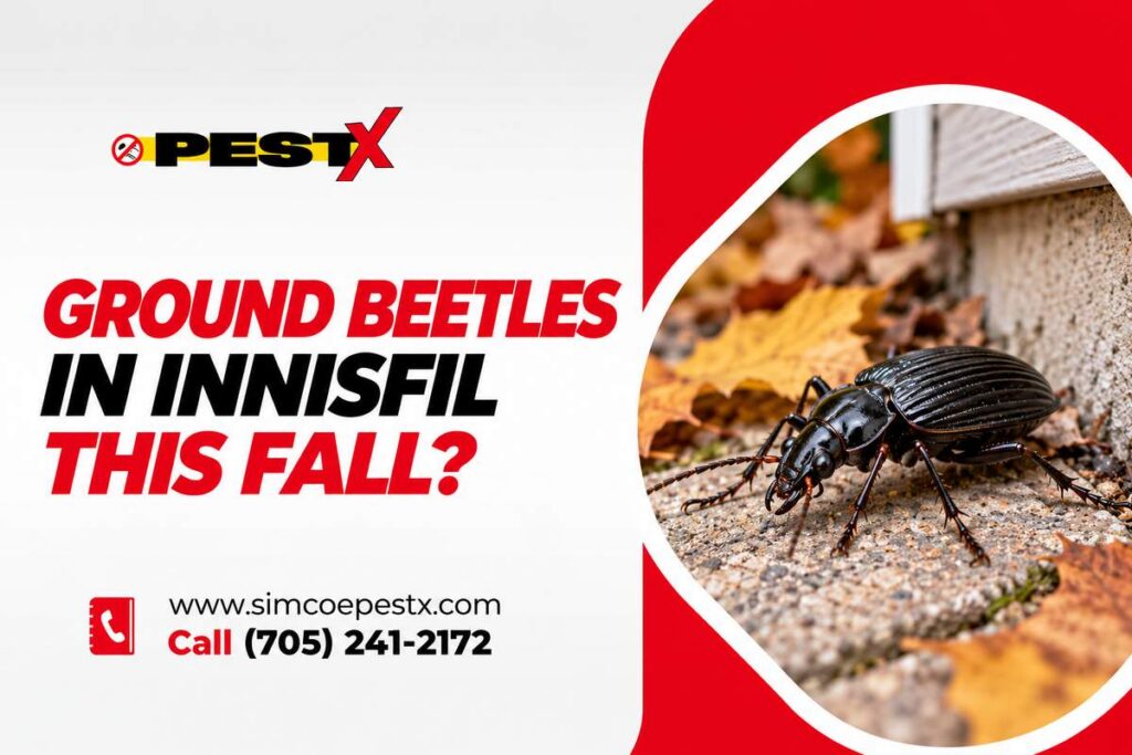 Current image: Ground Beetles